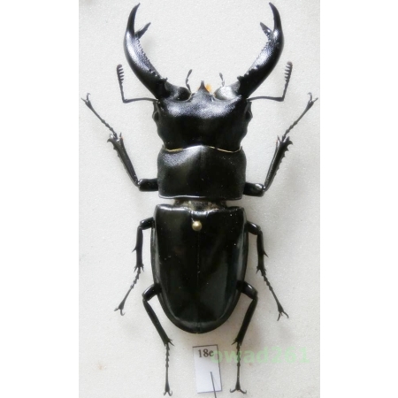 Hexarthrius buqueti Hope, 1843 69mm Indonesia, Java Is18e